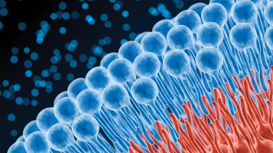 polygon peptides cell membrane lipid bilayer 3d render