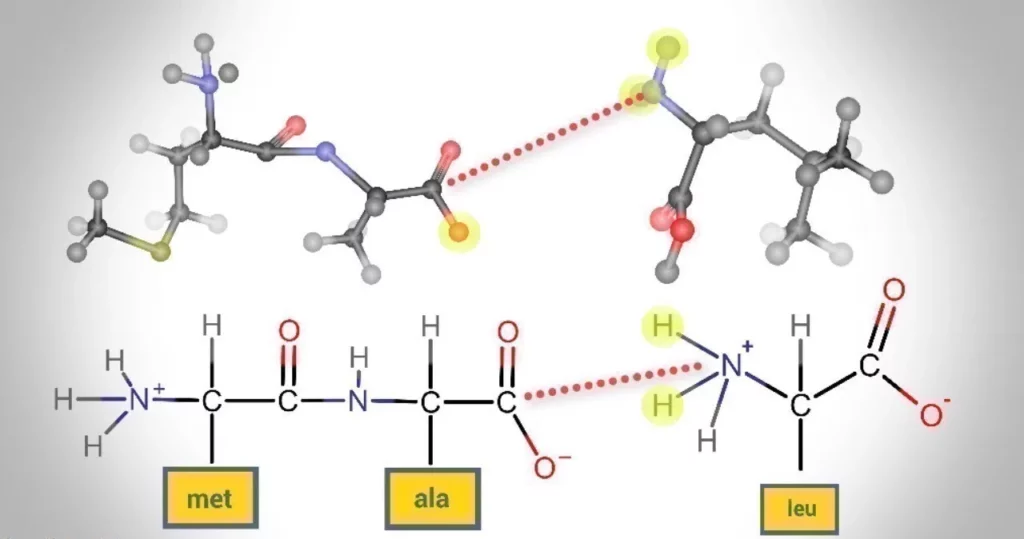 13 Things That Define Quality in the Best Research Peptides UK polygon peptides peptide bond amino acid diagram