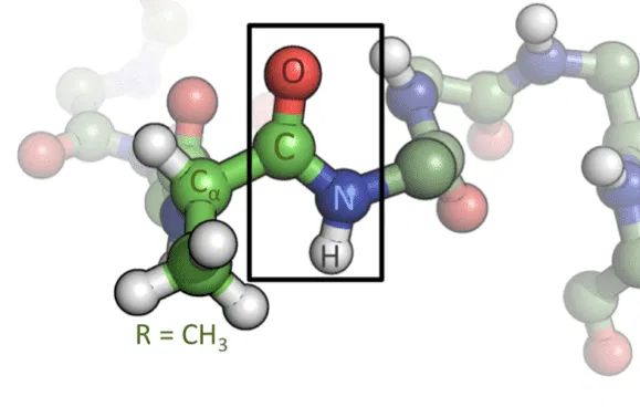 polygon peptides peptide bond amino acid molecular model