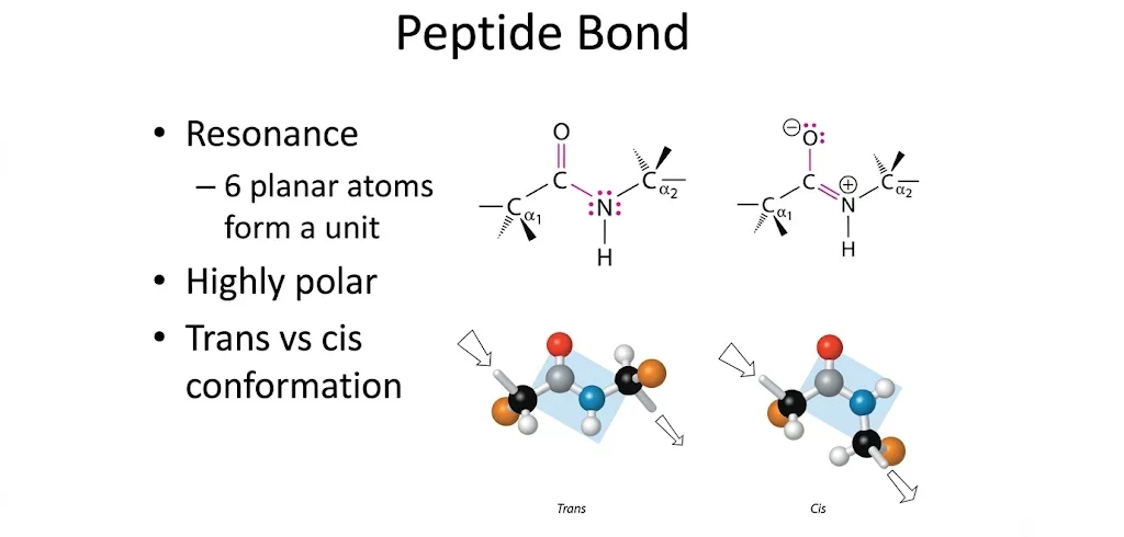 5 Proven Advantages of Using the Best Research Peptides UK for Scientific Studies peptide-bond-resonance-and-trans-vs-cis-conformation-diagram