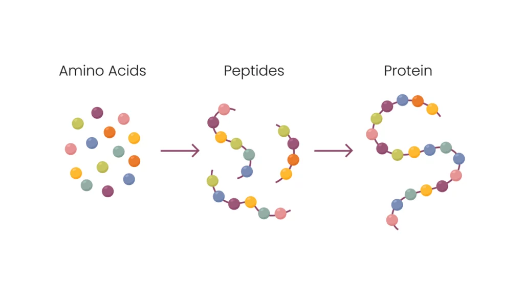 5 Proven Advantages of Using the Best Research Peptides UK for Scientific Studies peptides text with colorful amino acid beads graphic